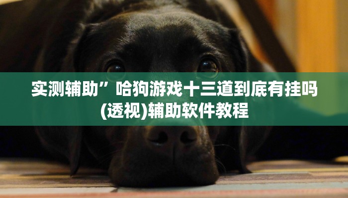 实测辅助”哈狗游戏十三道到底有挂吗(透视)辅助软件教程