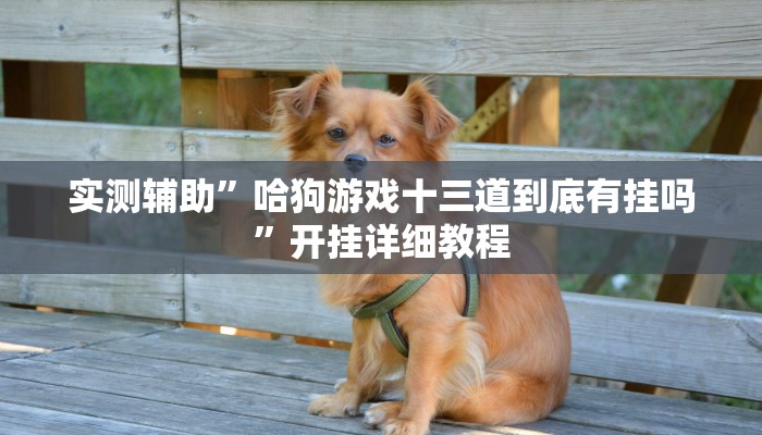 实测辅助”哈狗游戏十三道到底有挂吗”开挂详细教程
